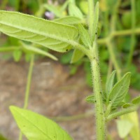 Cleome monophylla L.